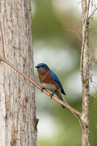 Östlig Bluebird sialia östsialia på en tallskog — Stockfoto