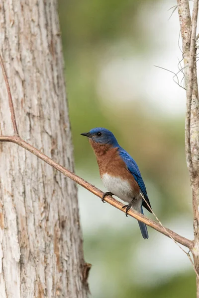 Östlig Bluebird sialia östsialia på en tallskog — Stockfoto