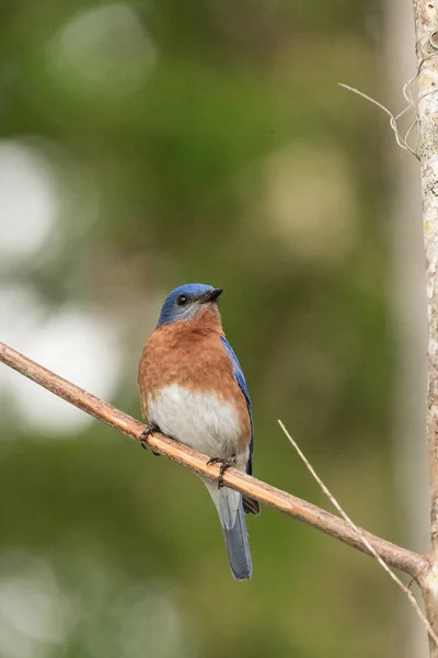 Östlig Bluebird sialia östsialia på en tallskog — Stockfoto