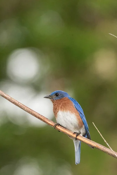 Восточная синяя птица Sialia sialis на сосне — стоковое фото