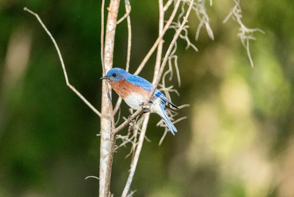 Восточная синяя птица Sialia sialis на сосне — стоковое фото