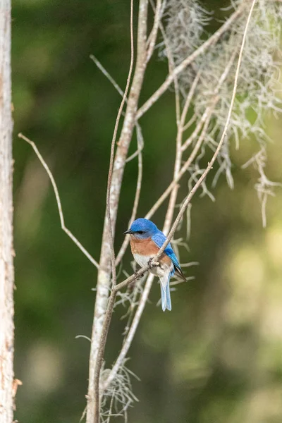 Bir çam ağacı üzerinde Doğu bluebird Sialia sialis — Stok fotoğraf