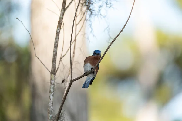 Merle bleu de l'Est Sialia sialis sur un pin — Photo