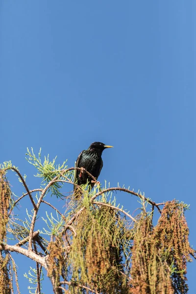 Östlicher Sturnus vulgaris Vogel hockt hoch in einem Baum — Stockfoto