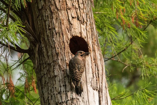 Noordelijke flikkering-Colaptes auratus bij de ingang van het nest — Stockfoto