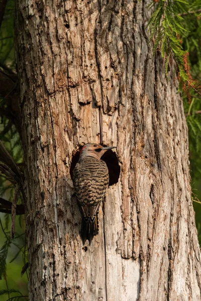その巣の入り口で北のちらつきのクラッピングオーラトゥス — ストック写真