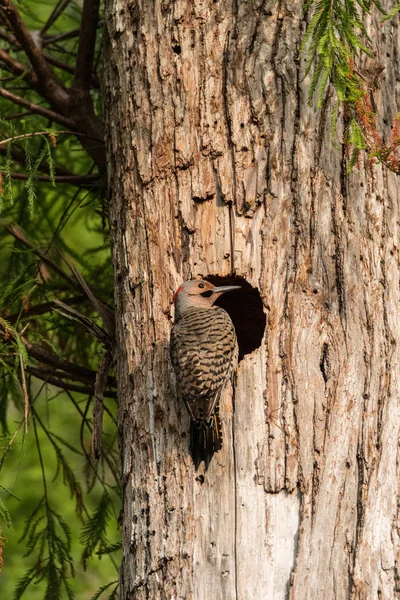 Noordelijke flikkering-Colaptes auratus bij de ingang van het nest — Stockfoto