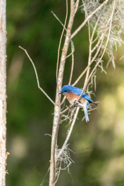 Bir çam ağacı üzerinde Doğu bluebird Sialia sialis