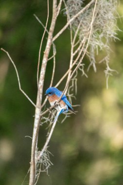 Bir çam ağacı üzerinde Doğu bluebird Sialia sialis