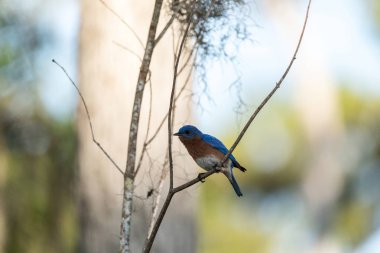 Bir çam ağacı üzerinde Doğu bluebird Sialia sialis