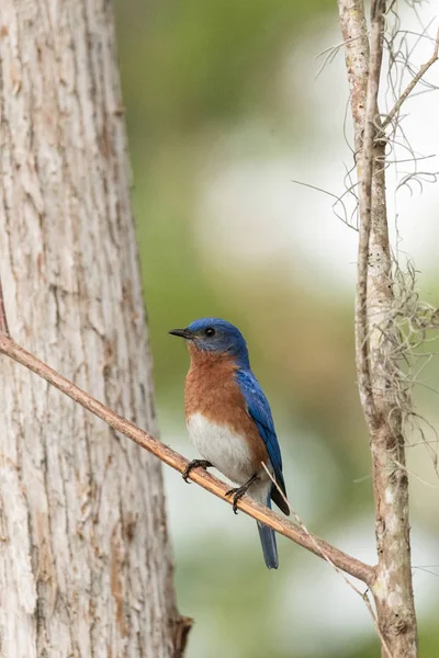 Östlig Bluebird sialia östsialia på en tallskog — Stockfoto