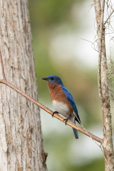 Östlig Bluebird sialia östsialia på en tallskog — Stockfoto