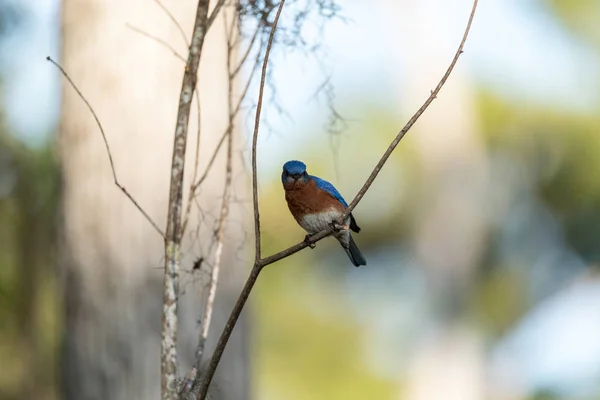 Merle bleu de l'Est Sialia sialis sur un pin — Photo