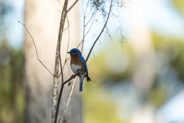 Merle bleu de l'Est Sialia sialis sur un pin — Photo