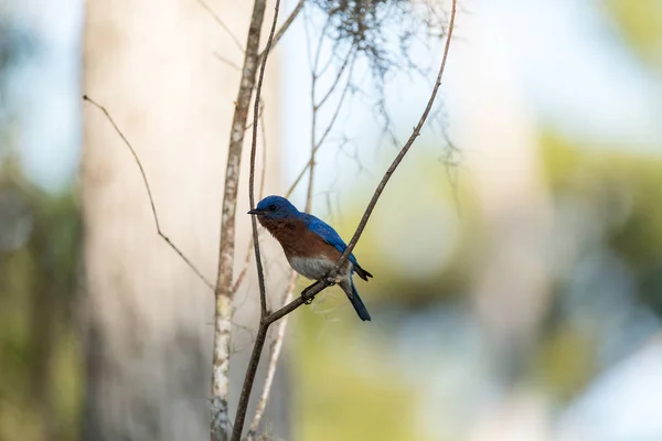 소나무에 동부 블루 버드 시리아 시얼리스 — 스톡 사진