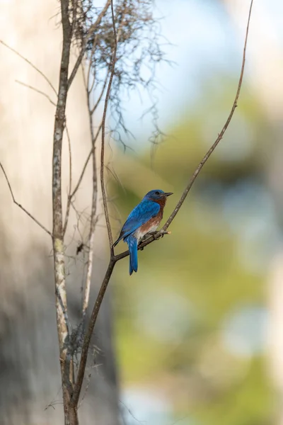 Merle bleu de l'Est Sialia sialis sur un pin — Photo