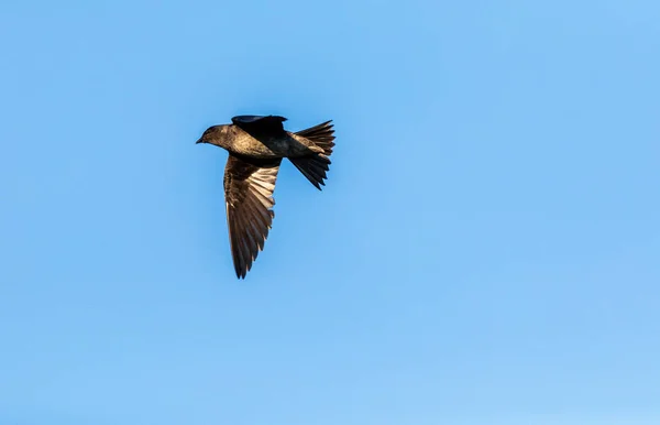 空を飛ぶ紫色のマーティンプログネは、青い空を横切って鳥を潜んでいます — ストック写真