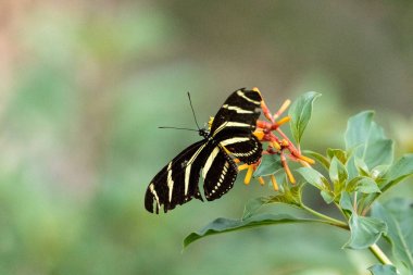 Zebra uzun kanatlı kelebek, Heliconius charitonius, bir botanik