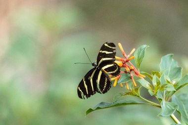 Zebra uzun kanatlı kelebek, Heliconius charitonius, bir botanik
