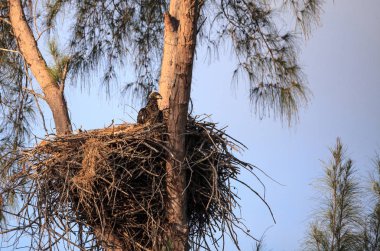 Bebek kel eaglet Haliaeetus leucocephalus Marco Isl bir yuvada