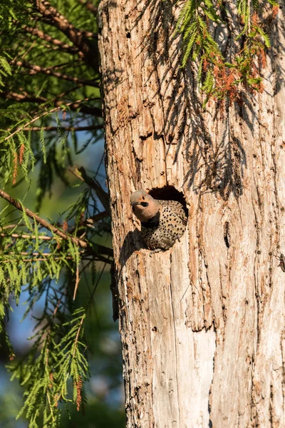 Noordelijke flikkering-Colaptes auratus bij de ingang van het nest — Stockfoto