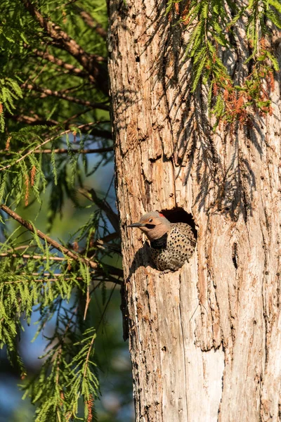 Noordelijke flikkering-Colaptes auratus bij de ingang van het nest — Stockfoto