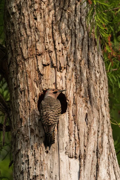 Noordelijke flikkering-Colaptes auratus bij de ingang van het nest — Stockfoto