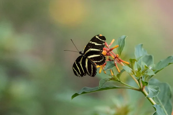 Zebra longwing butterfly, Heliconius charitonius, in a botanical — стокове фото