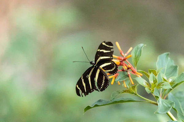 Motyl długoskrzydły Zebra, Heliconius charitonius, w botanicznym — Zdjęcie stockowe