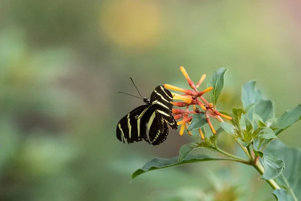 Zebra uzun kanatlı kelebek, Heliconius charitonius, bir botanik — Stok fotoğraf