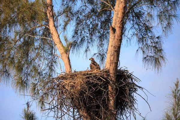 Águila calva Haliaeetus leucocephalus alimenta a las águilas en su n —  Fotos de Stock