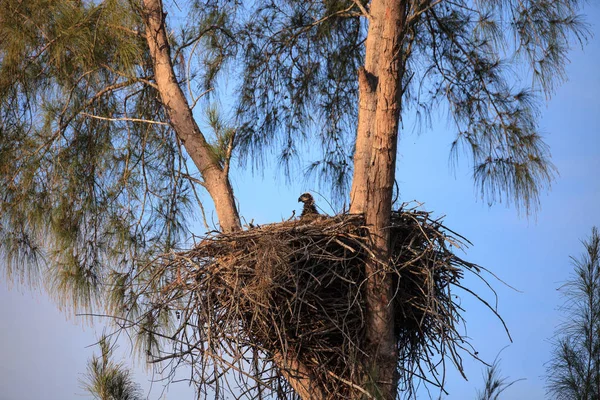 Águila calva bebé Haliaeetus leucocephalus en un nido en Marco Isl — Foto de Stock