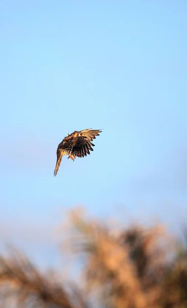 Fliegender Turmfalke falco sparverius in marco island — Stockfoto