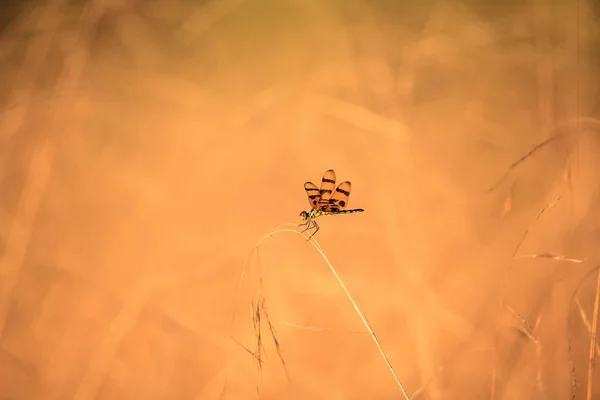 Хэллоуин, Pennant dragonfly, Celithemis eponina — стоковое фото
