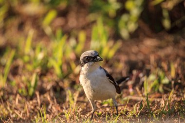 Loggerhead shrike kuş Lanius ludovicianus çim tüneyen