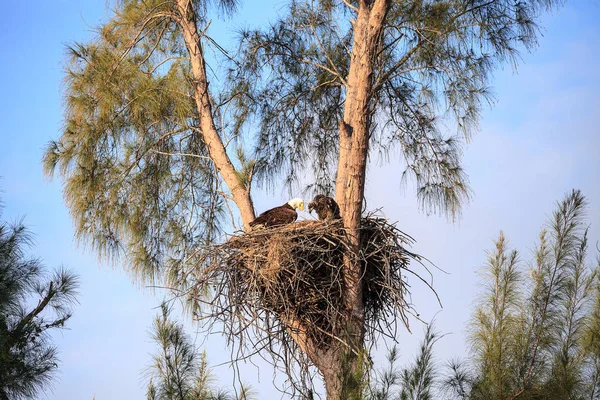 ママボールドワシハリアエタスロイコセファルスは、ワシを養います — ストック写真