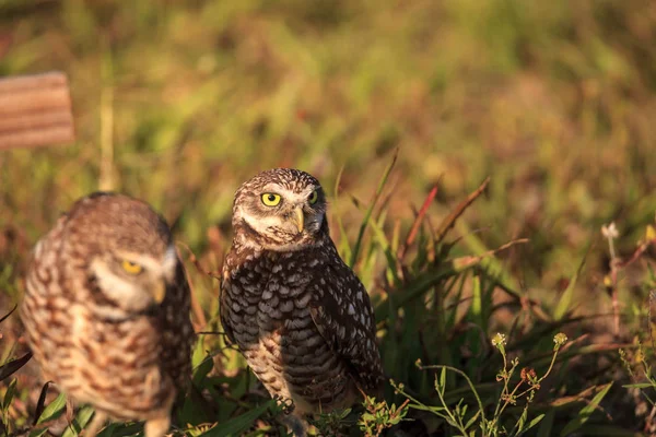 Adulto Burrowing coruja Athene cunicularia empoleirado fora de seu burro — Fotografia de Stock