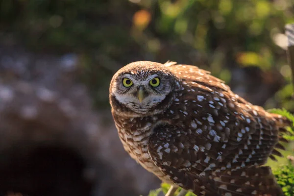 Ausgewachsene Eule athene cunicularia hockt außerhalb ihres Kreuzkrauts — Stockfoto