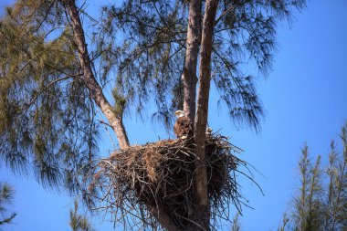 Kel kartal Haliaeetus leucocephalus eaglets onların n beslenir.