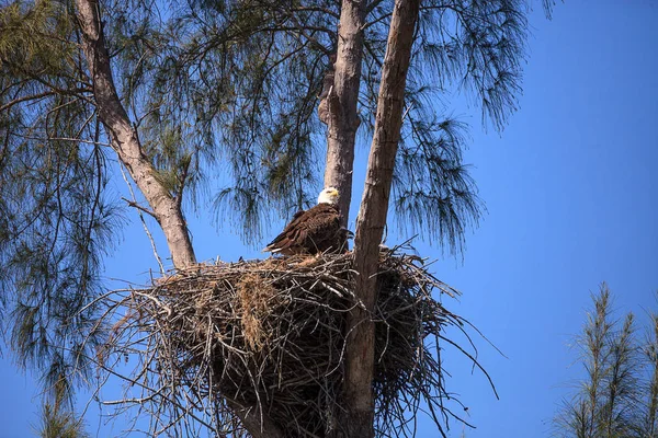 Águila calva Haliaeetus leucocephalus alimenta a las águilas en su n — Foto de Stock