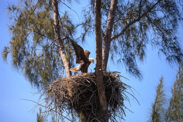 Bald eagle Haliaeetus leucocephalus feeds the eaglets in their n — Stock Photo, Image