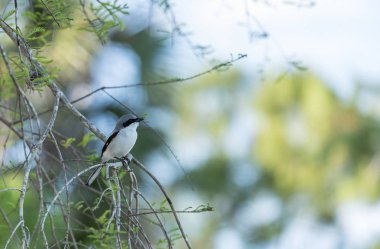 Caretta örümcek kuşu kuş kuşu ludovicianus tünemiş bir ağaç üzerinde