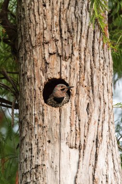 Kuzey titreme Colaptes auratus yuvasının girişinde