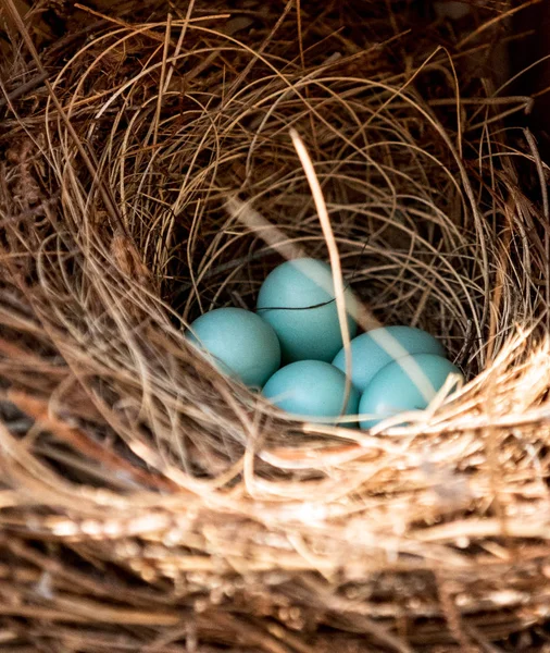 Сині яйця східного блакитного сіаліського гнізда — стокове фото