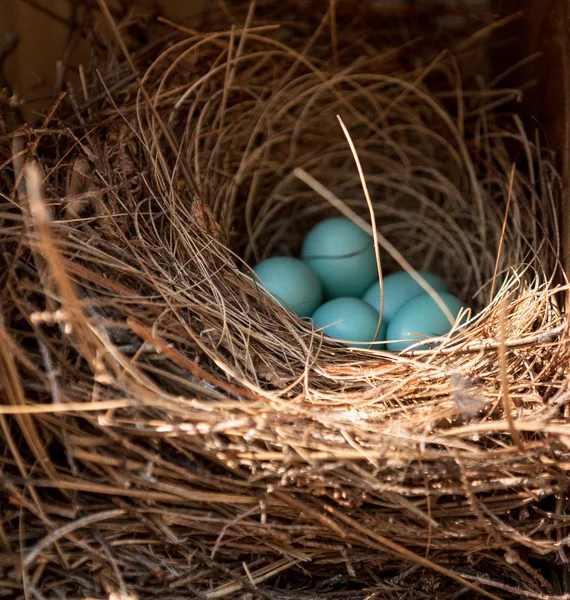 Blauwe eieren van een oostelijke Bluebird Sialia sialis nest — Stockfoto
