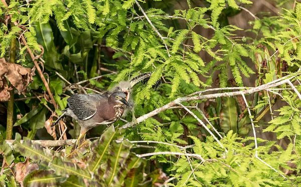 Fészek a baba zöld gitt Butorides turdinus mocsári madarak egy — Stock Fotó
