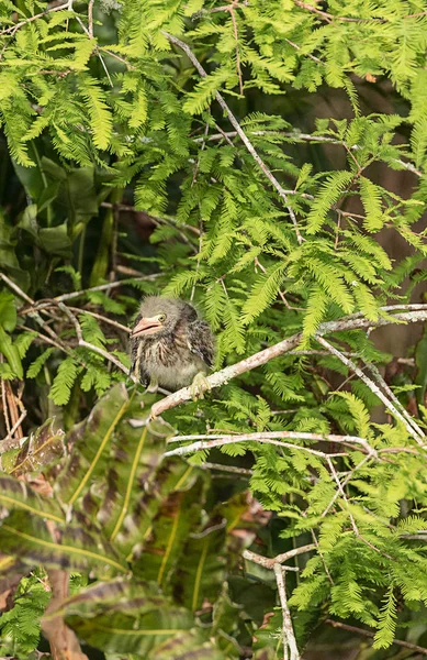 Nido de garza verde bebé Butorides virescens aves zancudas en un —  Fotos de Stock