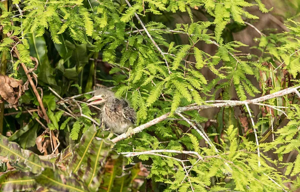 Nido di airone verde bambino Butorides virescens trampolieri uccelli in un — Foto Stock