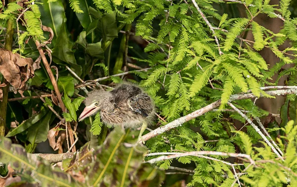 Nest van baby groene reiger Butorides virescens waadvogels in een — Stockfoto