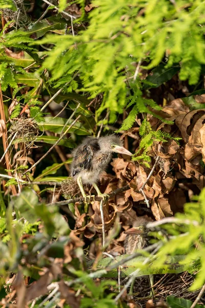 Gniazdo Baby Green Heron Butorides zielonawy brodzenie ptaków w — Zdjęcie stockowe